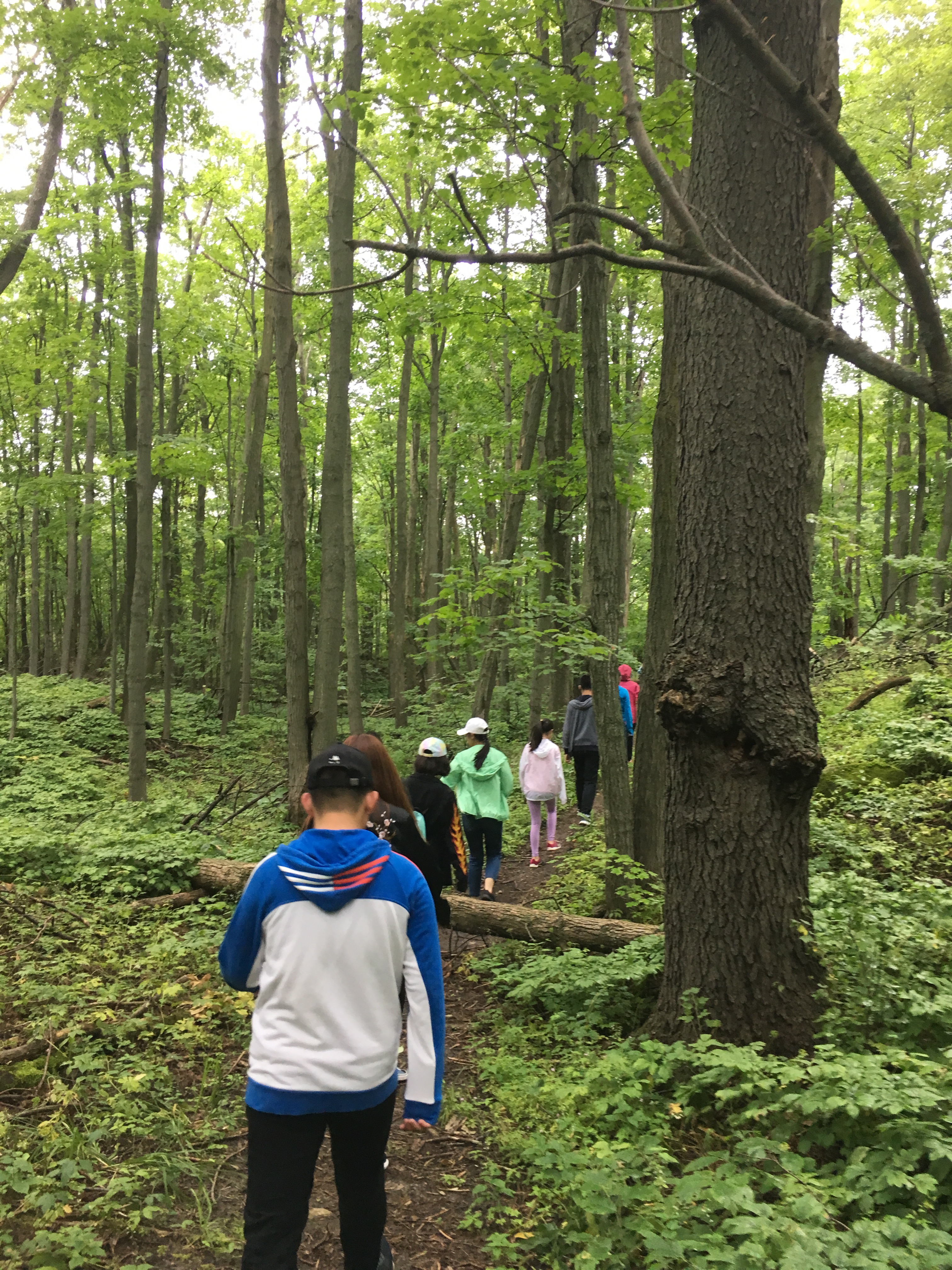 Students walking in a forest in a line Open Gallery
